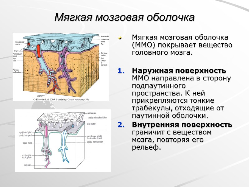 Мягкая мозговая оболочка Мягкая мозговая оболочка (ММО) покрывает вещество головного мозга.  Наружная поверхность